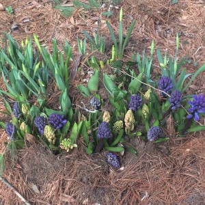 Hyacinths Coming Up