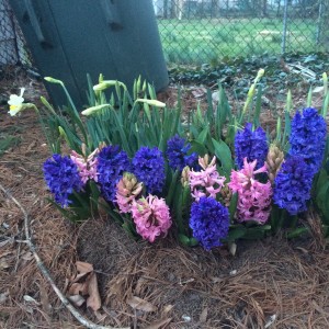 More Narcissus