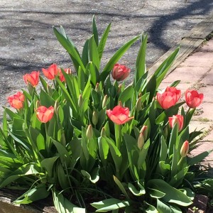 Bulb Quarter Circle