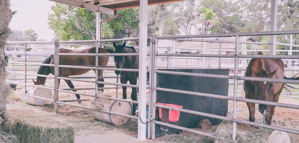 My Three Horses