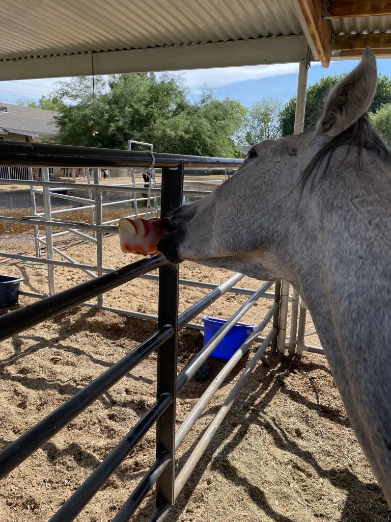 horse popsicle